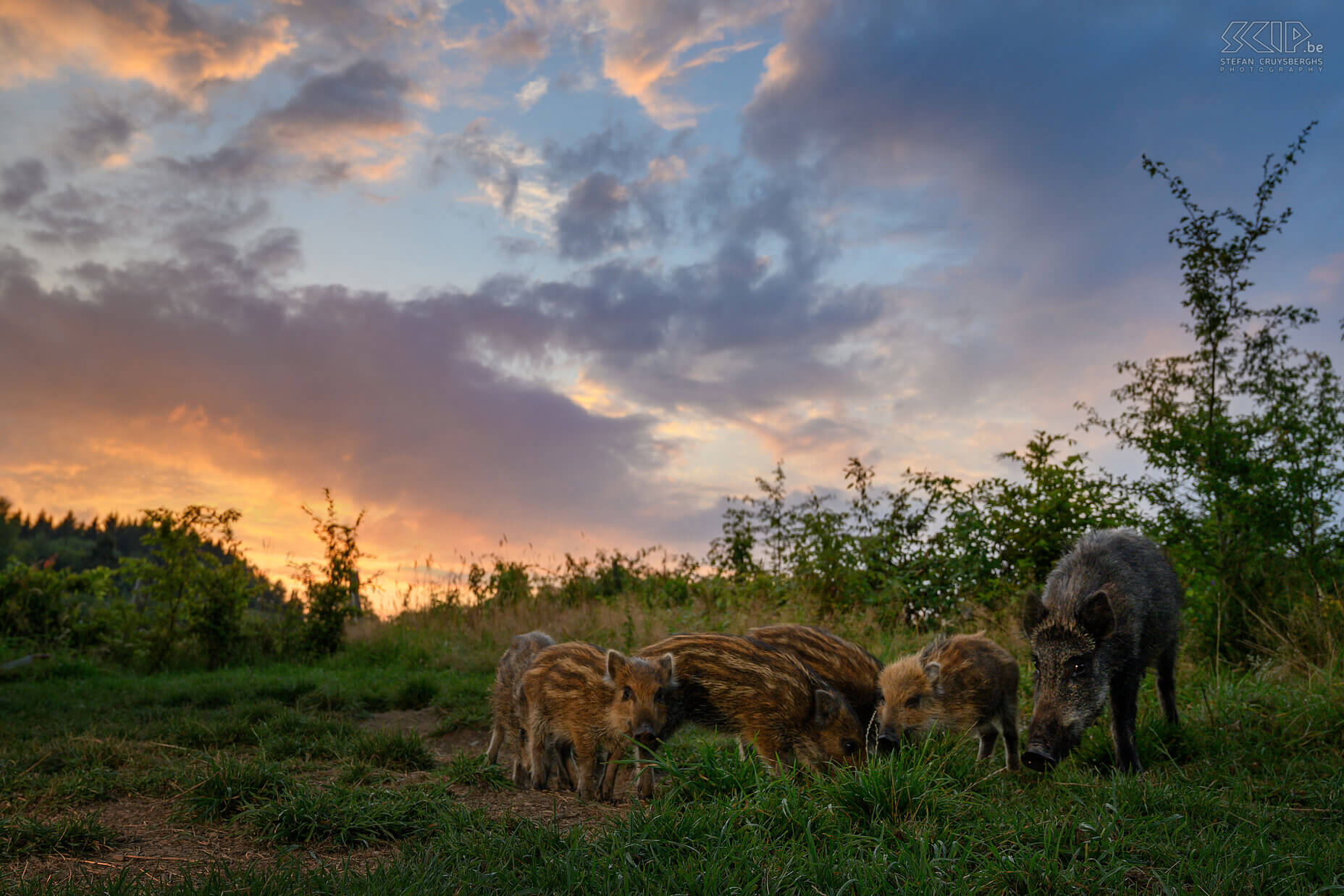 Everzwijnen bij zonsondergang Deze foto van mama everzwijn met haar kleintjes werd gemaakt met m'n camera die ik op afstand bediende. Ik had er ook een LED lamp gezet zodat ze toch wat verlicht waren tegen de achtergrond van de mooie zonsondergang. Stefan Cruysberghs